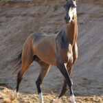 akhal tekehorses stableexpress